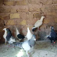 کفتر پرشی ورضرب وجفکا