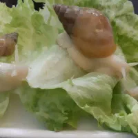 حلزون|خزنده|فولادشهر, C3|دیوار