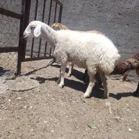 میش کاور تخمی