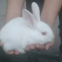 خرگوش کوچک|موش و خرگوش|شوشتر, |دیوار