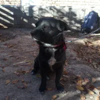 سک پاپی اشپیتز نر مشکی باهوش|سگ|شهرضا, |دیوار