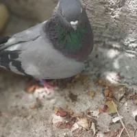 کبوتر گو|پرنده|میانه, |دیوار