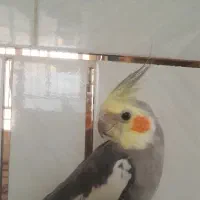 عروس هلندی گمشده انگشته جهاد