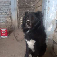 سگ قدرجونی نر