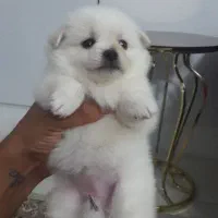 توله سگ جیبی عروسکی فقط ۳۵۰۰