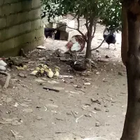 تخم اردک اسراییلی ومرغ|حیوانات مزرعه|رضوانشهر, |دیوار