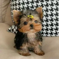 سگ اپارتمانی (یورکشایر)