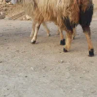 یک عدد میش‌ فروشی|حیوانات مزرعه|دیشموک, |دیوار