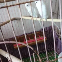 مرع عشق|پرنده|کاکی, |دیوار