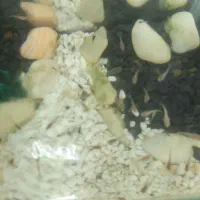 گوپی|ماهی|فردیس, فردیس|دیوار