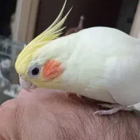 ۵ عدد عروس هلندی سالم به فروش میرسد دستی هستند