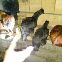 مرغ خروس قو غاز