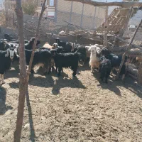 بز گله|حیوانات مزرعه|لردگان, |دیوار