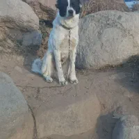 واگذاری توله قدرجانی