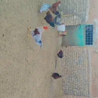 خروس جوان کاکولی فروشی|حیوانات مزرعه|تربت جام, جامرود|دیوار