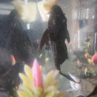 ماهی . اکواریم