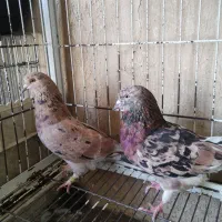 کفتر عتیقه سرور نسل قدیم