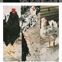 تخم مرغ و جوجه گلین