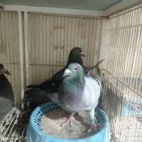 کبوتر پلاکی|پرنده|طرقبه, |دیوار