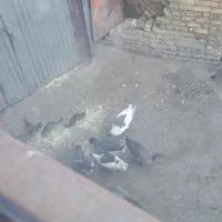 ۳عدد غاز دوعدد نر ویک عدد ماده ۳۰۰۰۰۰۰تومان