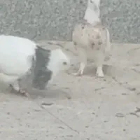 کفتر