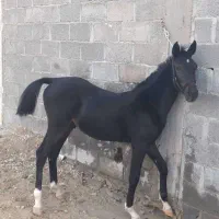 استان فارس شهر اسیر