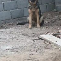 وا گذاری ژرمن شپرت|سگ|شبستر, |دیوار