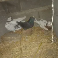 کفتر نر 7 تا