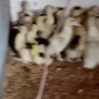 جوجه اردک اسرائیلی