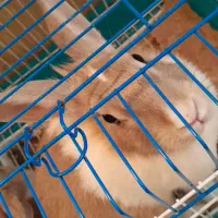 خرگوش ماده بانمک و شیطون