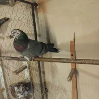 کفتر پرشی|پرنده|تهران, استخر|دیوار