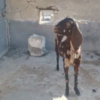 حیوان|حیوانات مزرعه|مسجد سلیمان, |دیوار