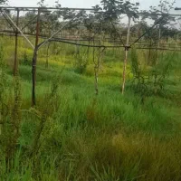 باغ کیوی با امتیاز برق وچاه