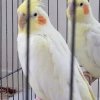 یک جفت  عروس  هلندی
