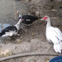 اردک اسراییلی