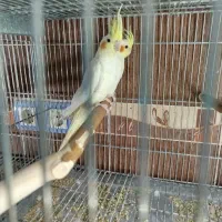 فروش عروس هلندی|پرنده|برازجان, |دیوار