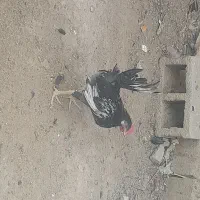 خروس محلی|حیوانات مزرعه|رامشیر, |دیوار