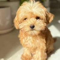 توی پودل ناب|سگ|کرمانشاه, |دیوار