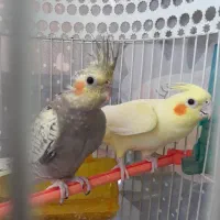 جوجه عروس هلندی|پرنده|مشهد, چهنو|دیوار