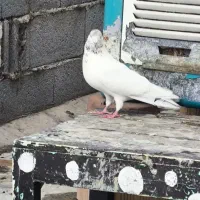 کله برنجی نر