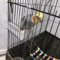 عروس هلندی مولد|پرنده|ری, ملک‌آباد|دیوار