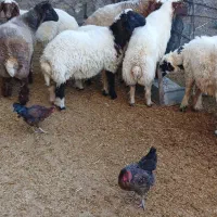 بره نر|حیوانات مزرعه|شباب, |دیوار