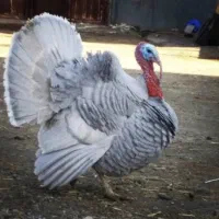 جوجه از این نژاد موجود هست 7عدد