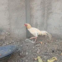 دوجفت خروس لاری