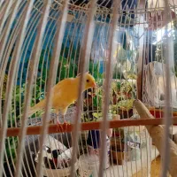 قناری نر پرتقالی و سبز دارچینی|پرنده|تربتحیدریه, بالا ولایت|دیوار