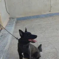 سگ نرمالینویر فان سیبل|سگ|بم, |دیوار