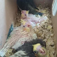 عروس هلندی|پرنده|ملایر, |دیوار