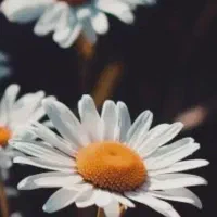 کارت ملی گم شده