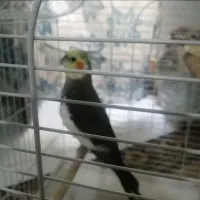 عروس هلندی نر سینامون