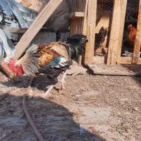 فروش خروس محلی و گلین|حیوانات مزرعه|شاهین‌شهر, مورچه خورت|دیوار